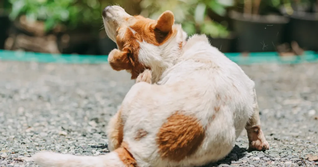 what is a hypoallergenic dog food