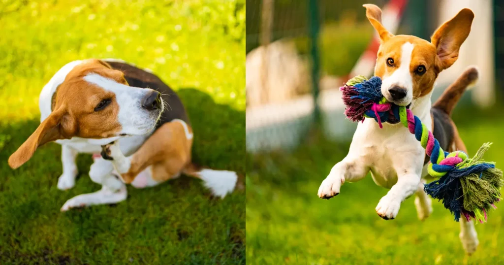 what to feed a dog with allergies