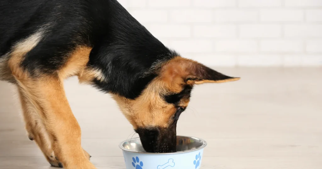 dog food recipes for pancreatitis