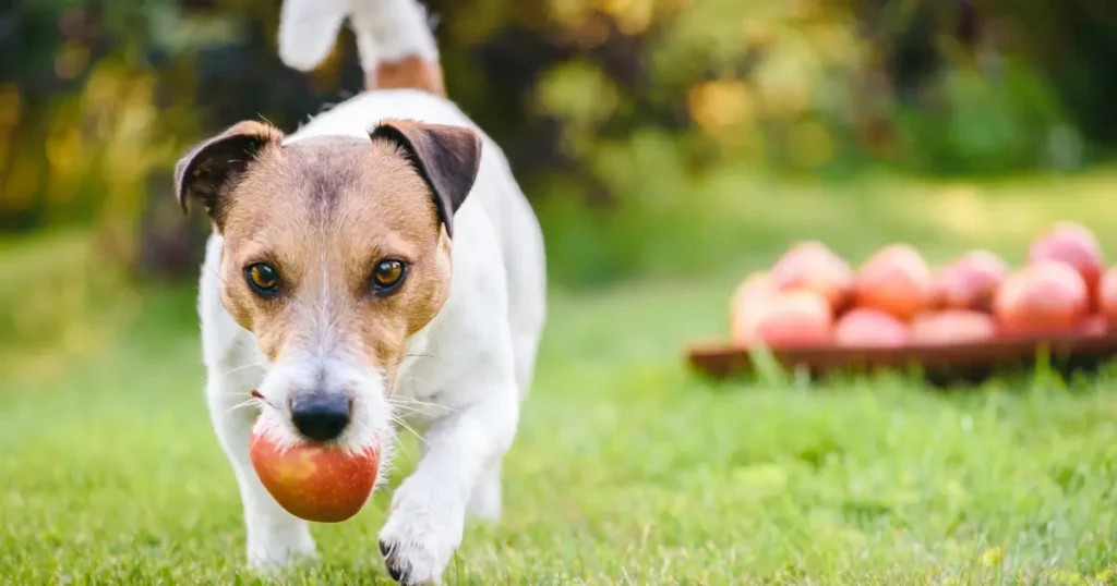 Can dogs eat applesauce