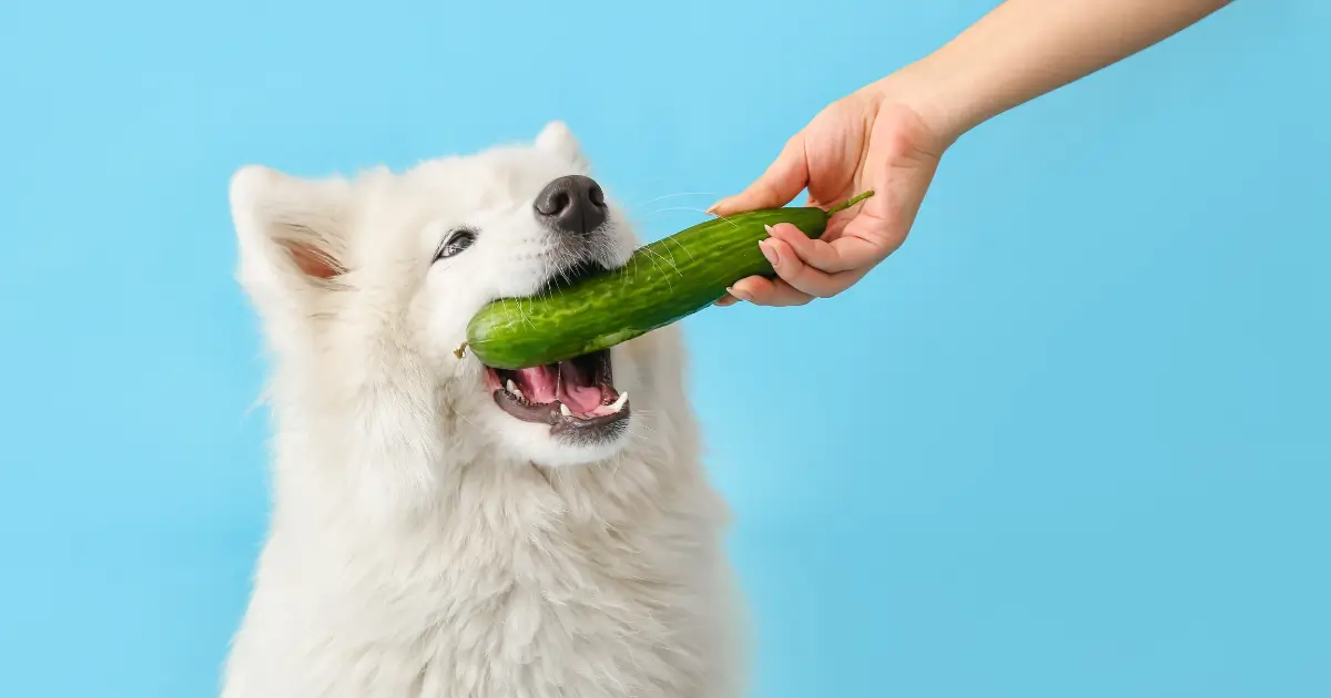 Can dogs eat cucumbers