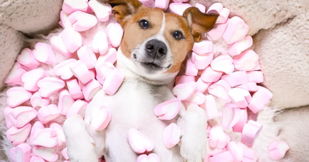 Can dogs eat marshmallows