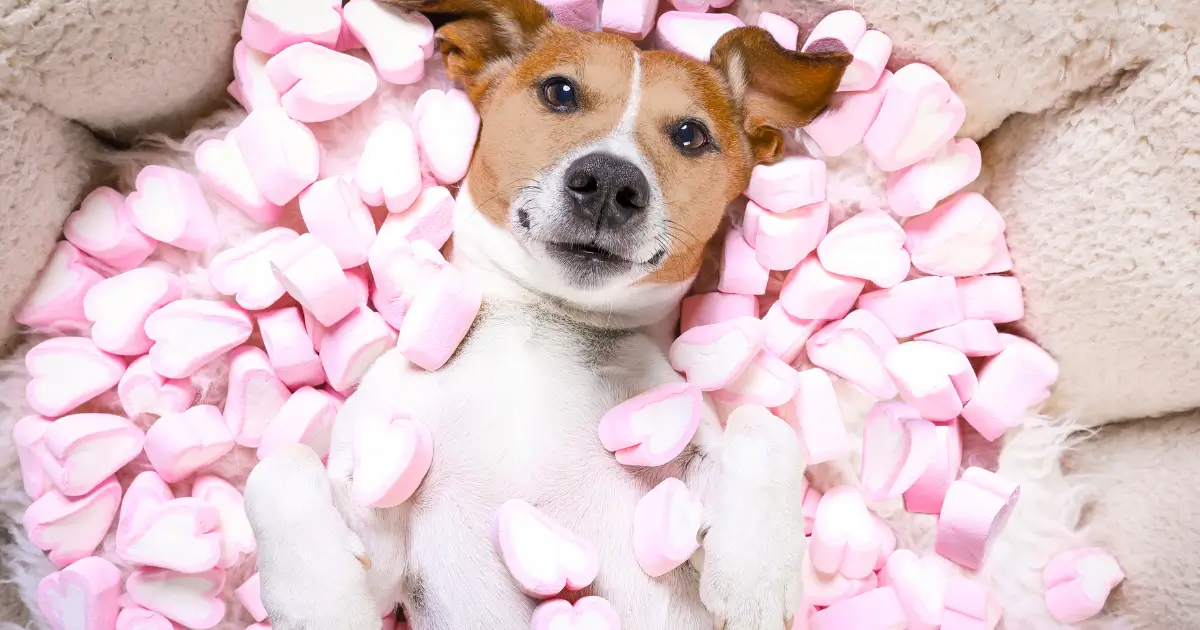 Can dogs eat marshmallows