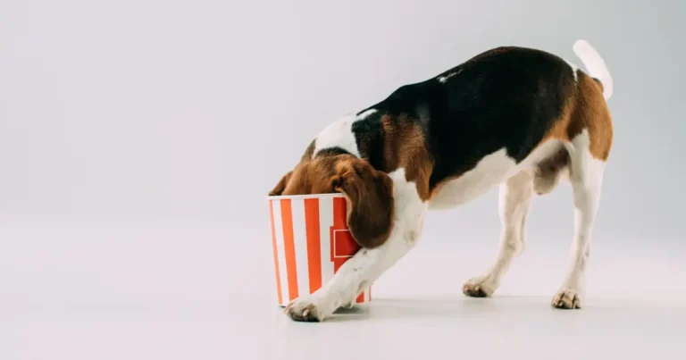 Can dogs eat popcorn