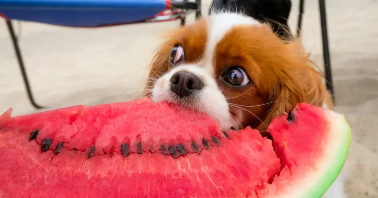 Can dogs eat watermelon rind