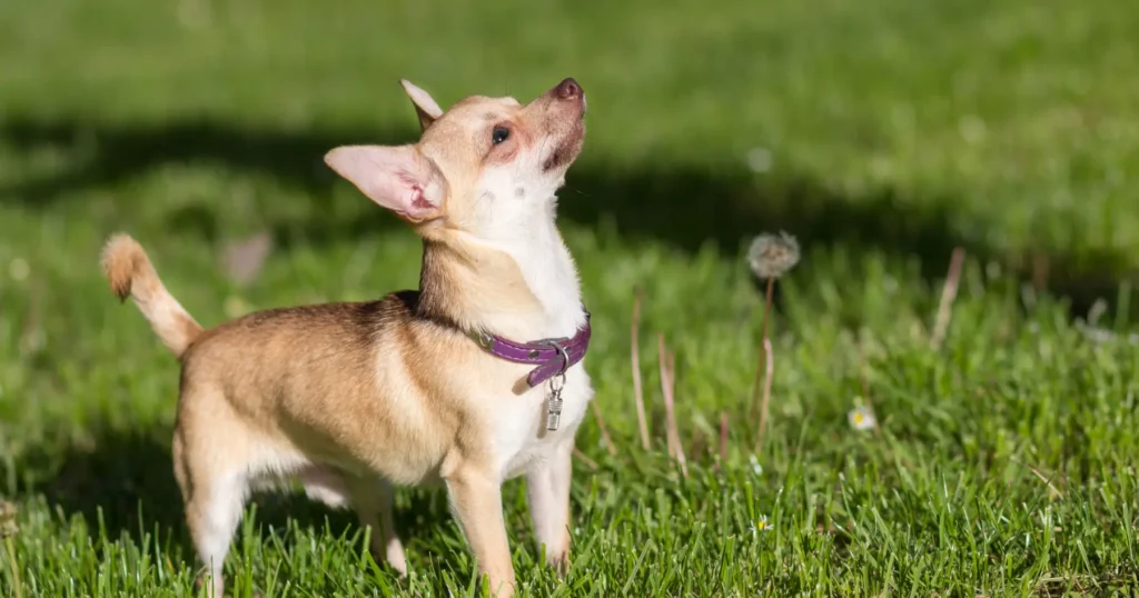 is quinoa good for dogs
