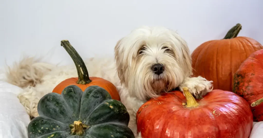 what foods can dogs eat from the table