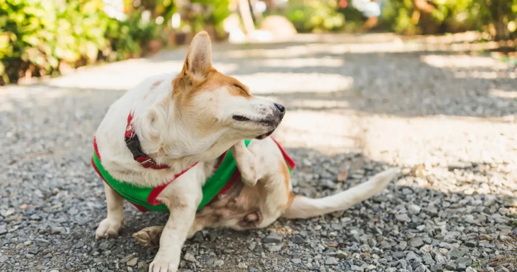 what dog food is good for allergies