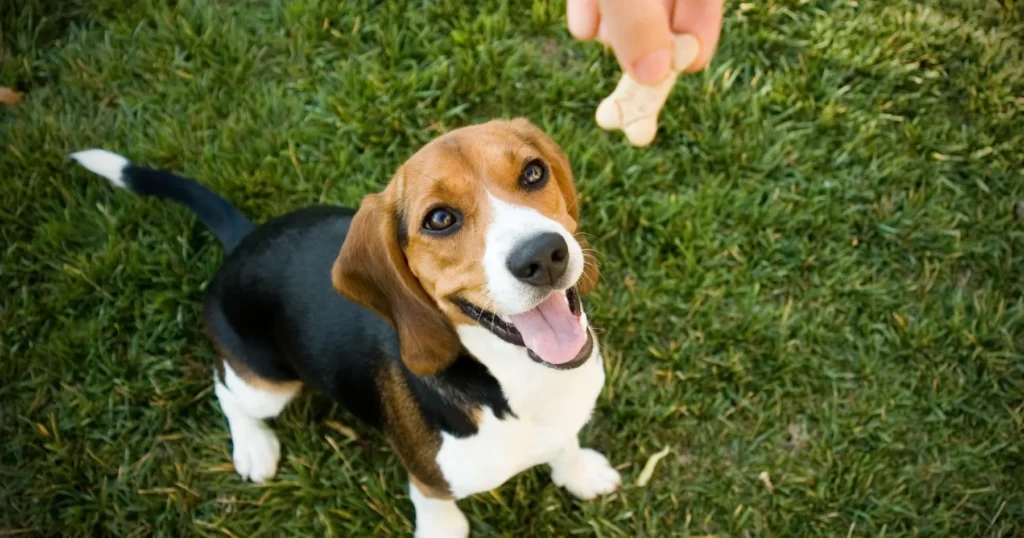 dogs skin allergies