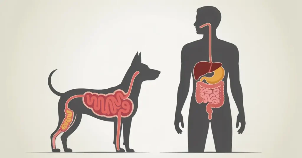 What Foods Can Dogs Eat From The Table