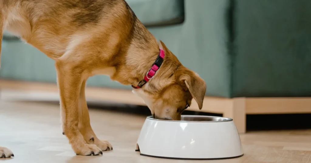 turkey and pumpkin dog food