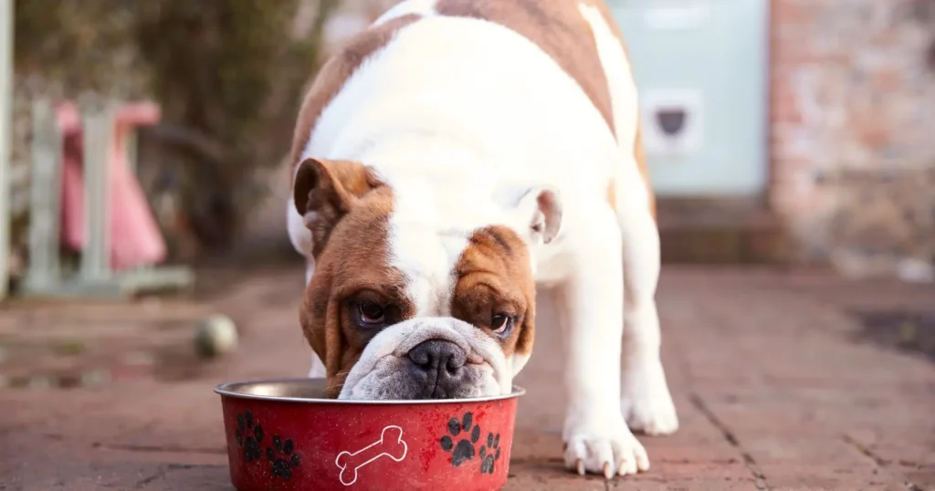 is cottage cheese good for dogs