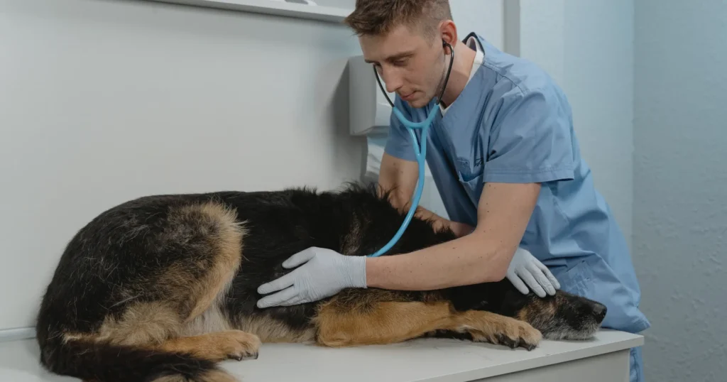 homemade dog food for pancreatitis