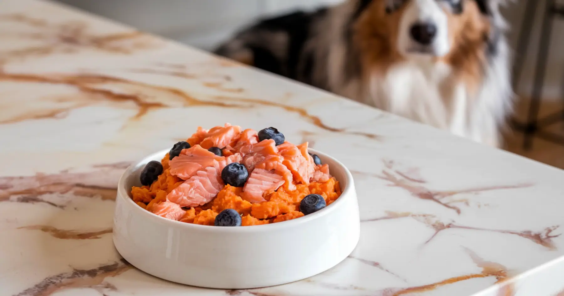 salmon and sweet potato dog food