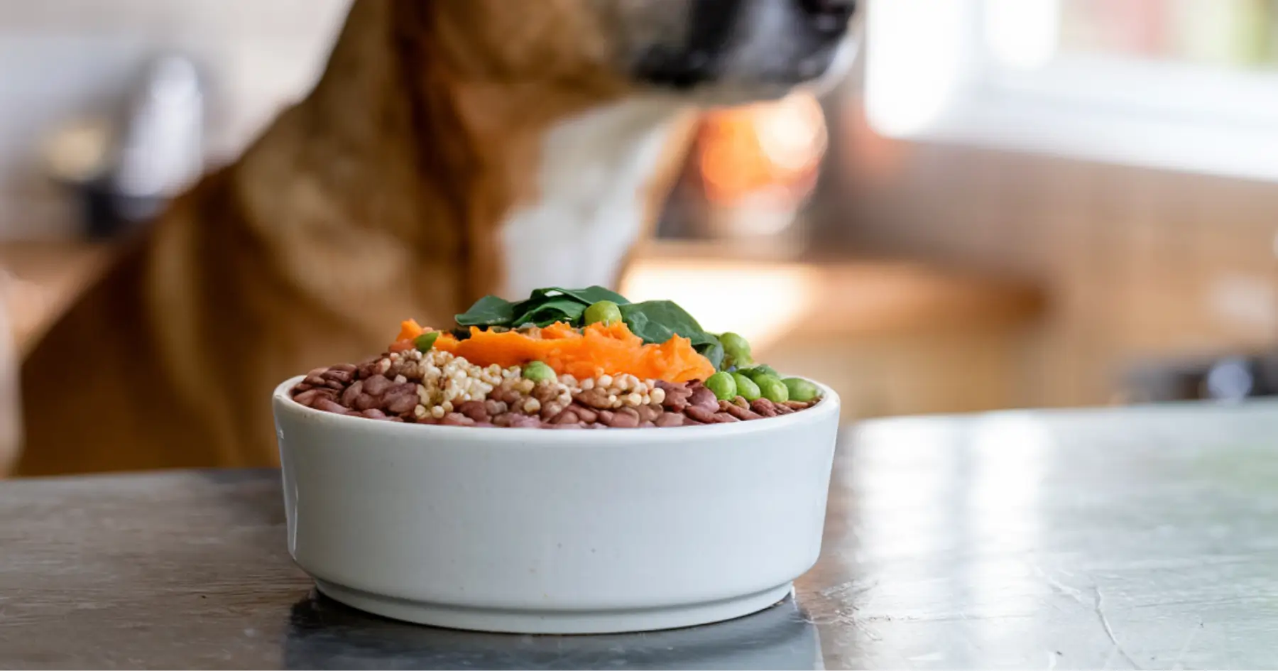 vegan dog food recipe