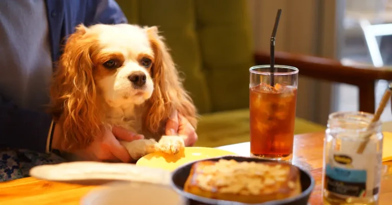 what foods can dogs eat from the table