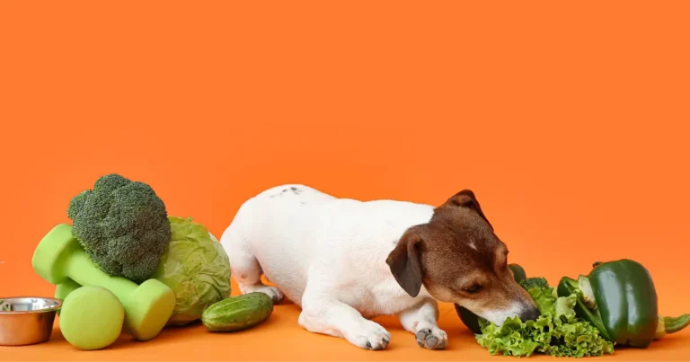 what fruits and veggies can dogs eat