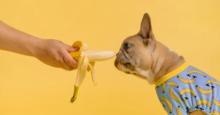 what fruits can dogs eat