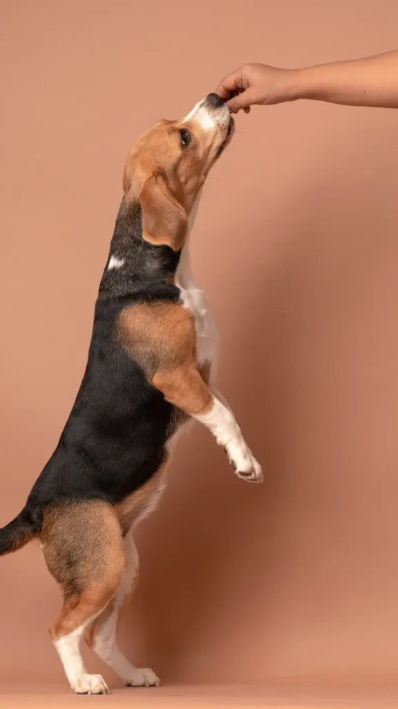 chewy small dog treats