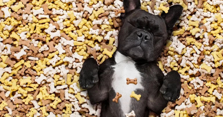 7 Perfect Soft and Chewy Dog Treats for Adult Dogs