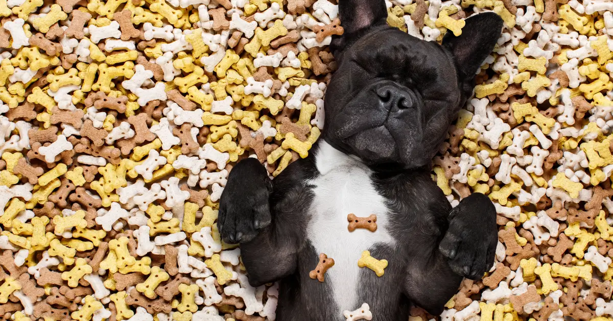 7 Perfect Soft and Chewy Dog Treats for Adult Dogs