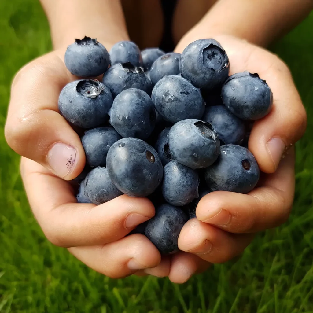 blueberry dog treats
