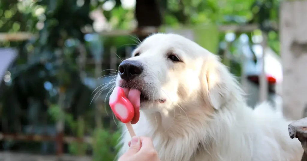 frozen dog treats